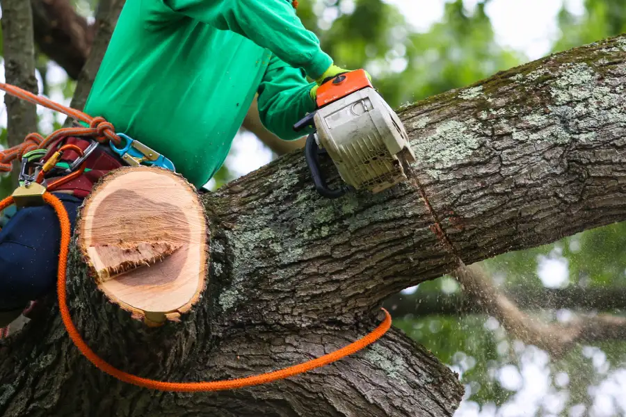 Affordable Tree Trimming Santa Rosa, CA Affordable Tree Trimming Santa Rosa, CA