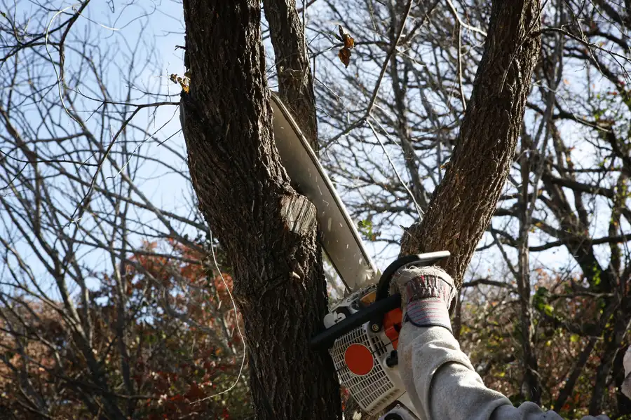 Common Challenges In Tree Removal And How Experts Handle Them Santa Rosa, CA
