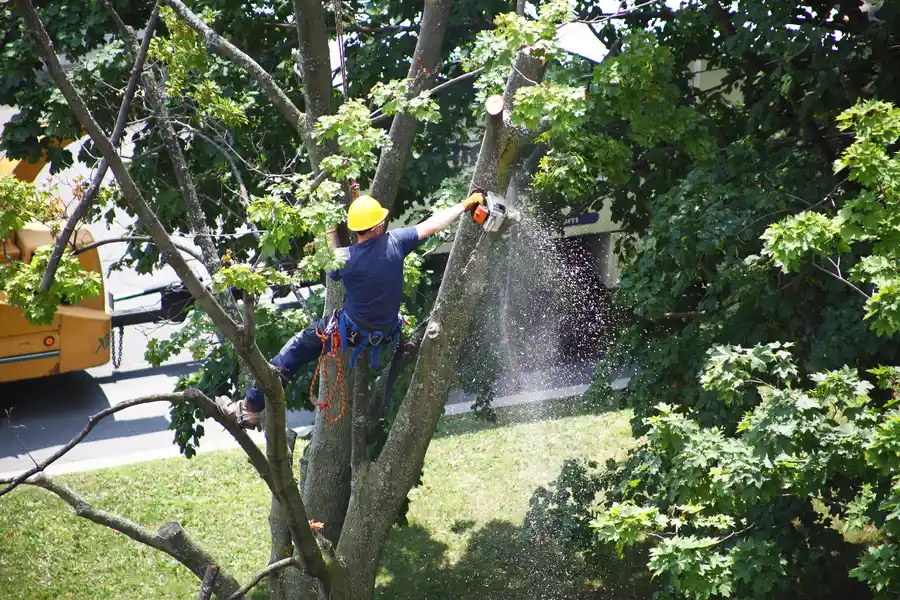 Common Challenges In Tree Removal And How Experts Handle Them in Santa Rosa, CA