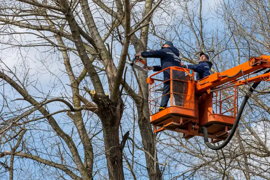 Excellent Tree Removal Santa Rosa, CA Excellent Tree Removal Santa Rosa, CA