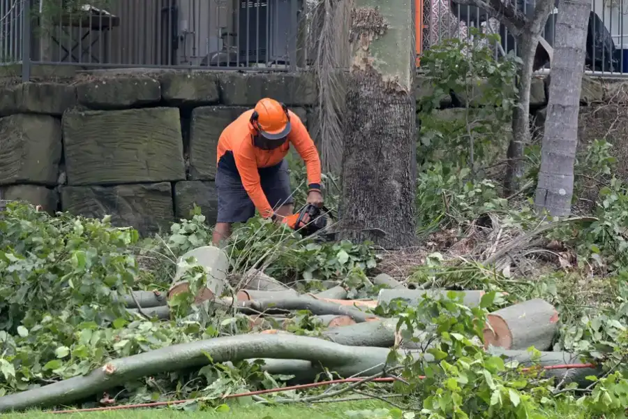 Expert Tree Removal Santa Rosa, CA Expert Tree Removal Santa Rosa, CA