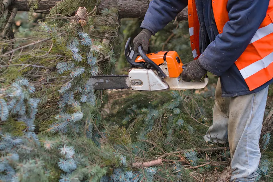 Professional Tree Removal Santa Rosa, CA Professional Tree Removal Santa Rosa, CA