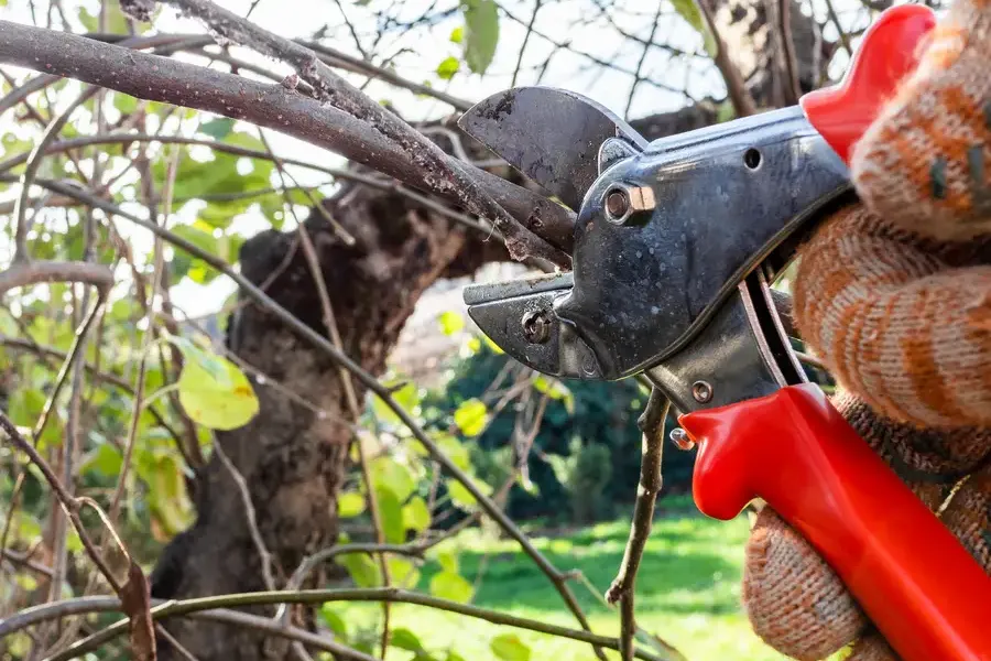 Quality Tree Pruning Santa Rosa, CA Quality Tree Pruning Santa Rosa, CA