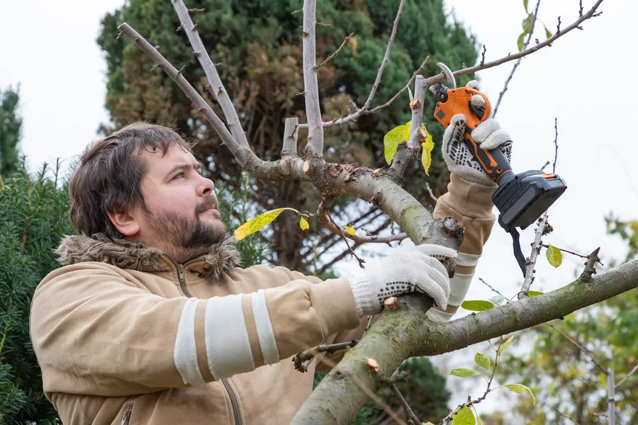 Superior Tree Pruning Santa Rosa, CA Superior Tree Pruning Santa Rosa, CA
