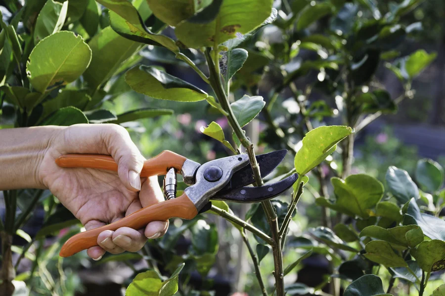 The Impact Of Overgrown Branches On Tree Health And Stability Santa Rosa, CA