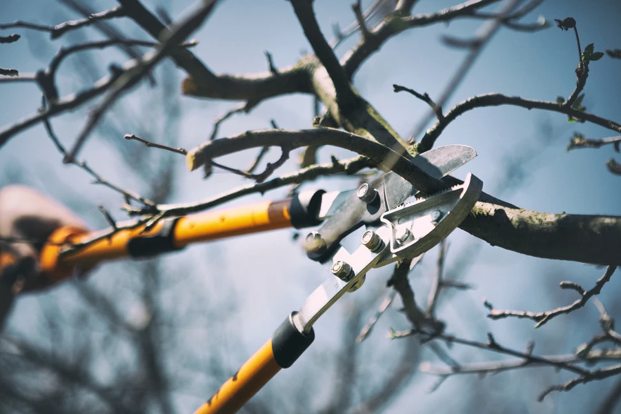 The Impact Of Overgrown Branches On Tree Health And Stability in Santa Rosa, CA