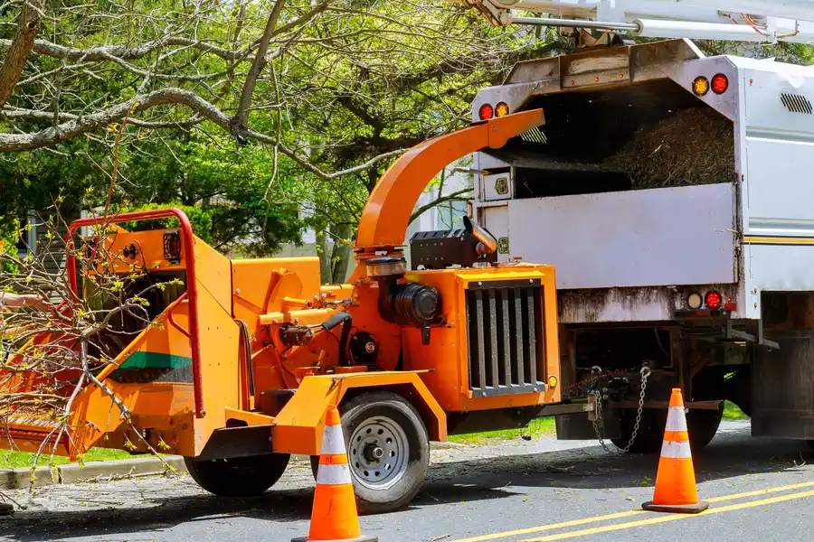 The Importance Of Assessing Tree Health Before Removal Santa Rosa, CA