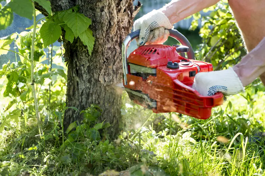 The Importance Of Assessing Tree Health Before Removal in Santa Rosa, CA