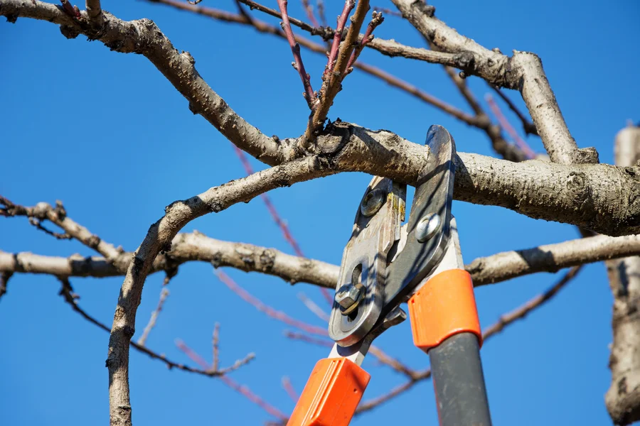 The Relationship Between Tree Pruning And Lawn Health Maintenance Santa Rosa, CA