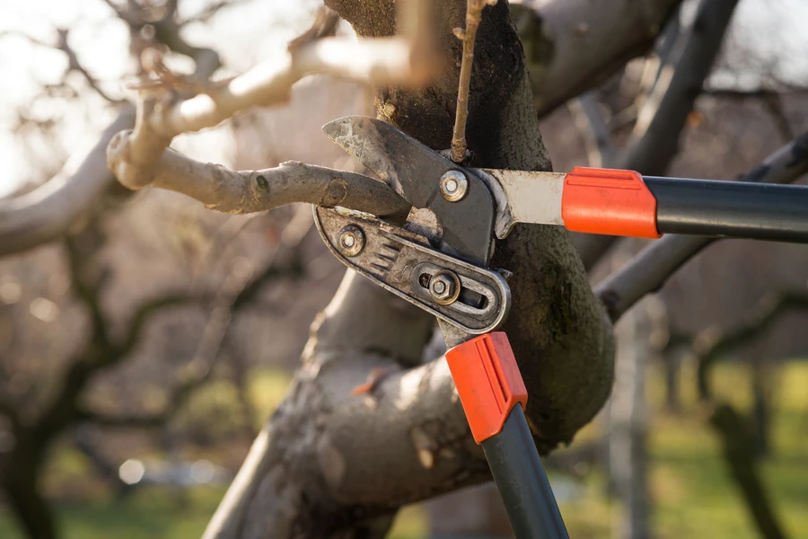 The Relationship Between Tree Pruning And Lawn Health Maintenance in Santa Rosa, CA