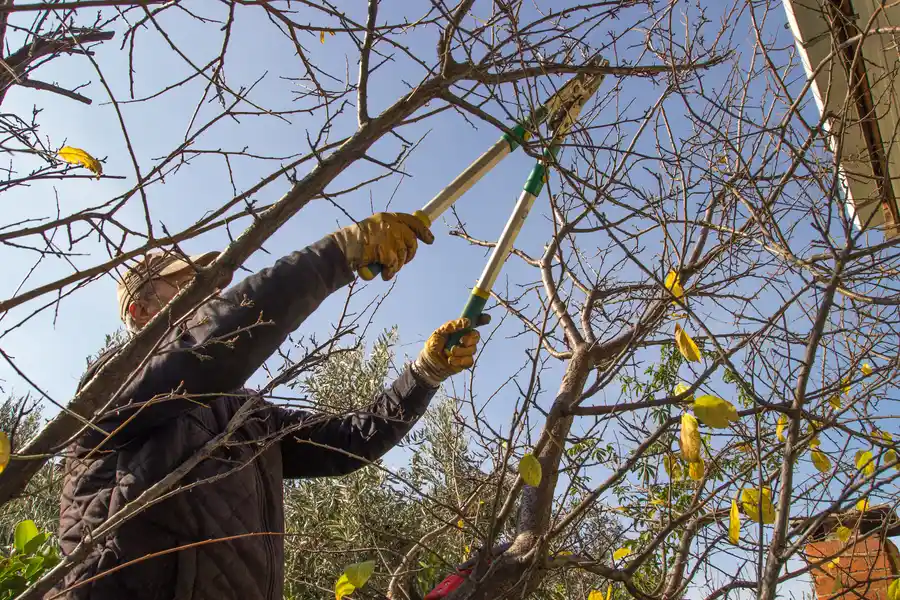 The Role Of Tree Trimming In Managing Overgrown Trees Santa Rosa, CA