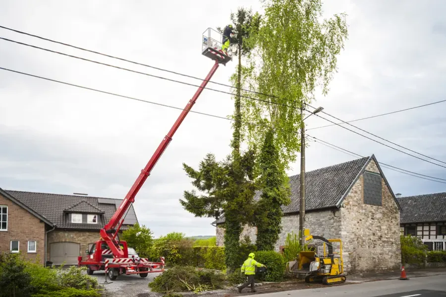 The Role Of Tree Trimming In Managing Overgrown Trees in Santa Rosa, CA