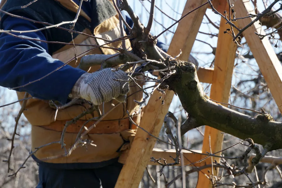 Top-rated Tree Pruning Santa Rosa, CA Top-rated Tree Pruning Santa Rosa, CA