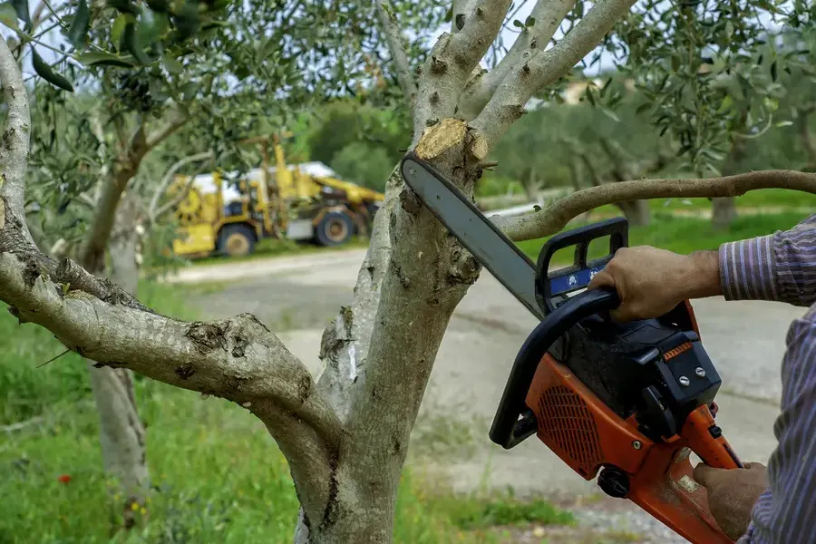 Why Tree Trimming Is Essential For Enhancing Curb Appeal Santa Rosa, CA