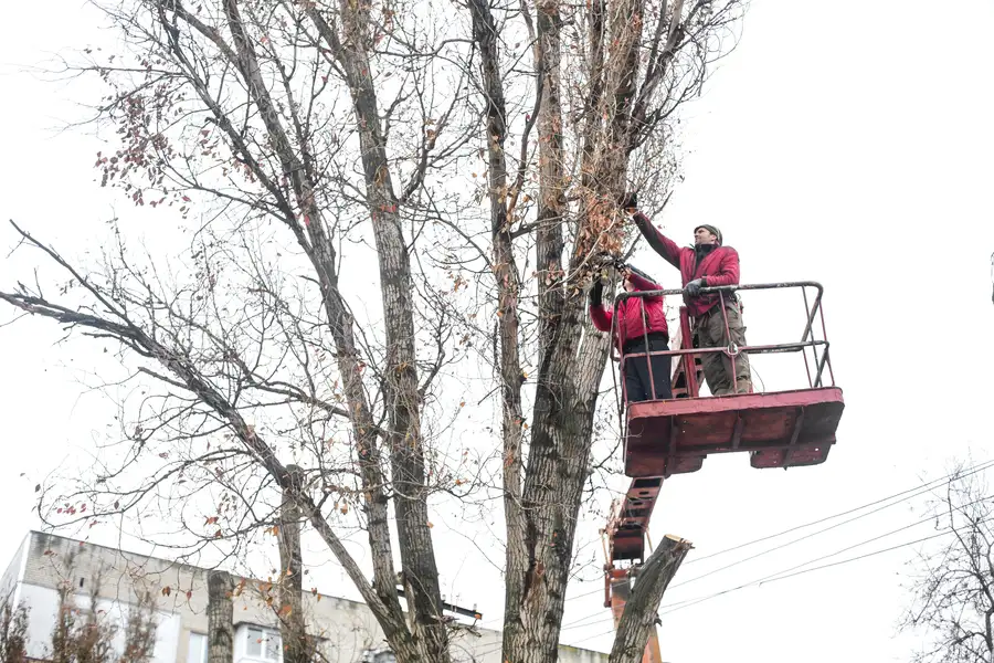 Why Tree Trimming Is Essential For Enhancing Curb Appeal in Santa Rosa, CA